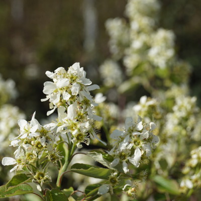 Amelanchier alnifolia 'Smoky'